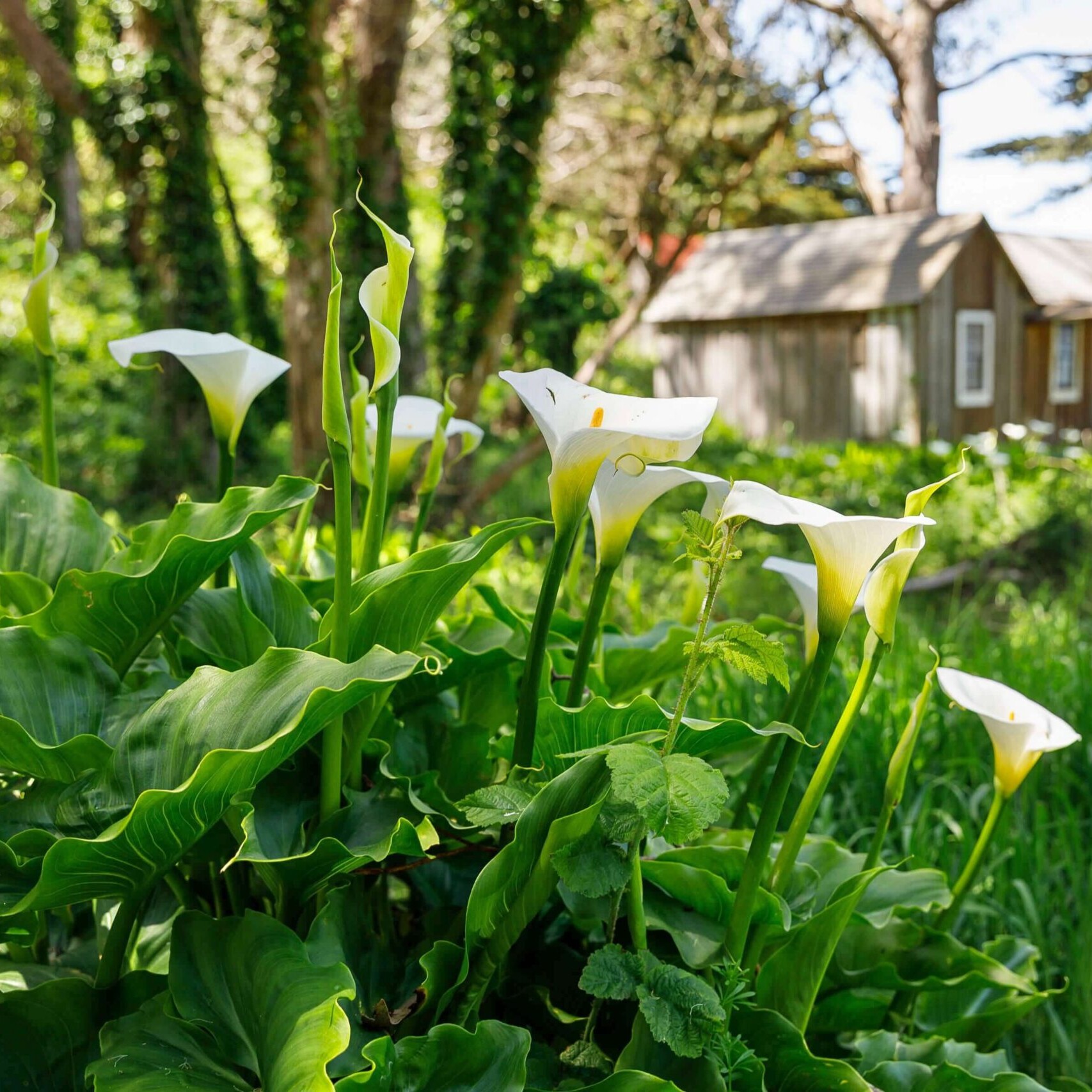 Greenery and white flowers in the foreground with a small wooden cabin out of focus in the background.