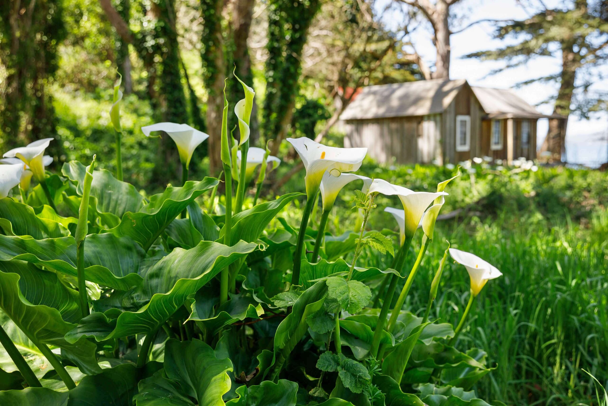 Greenery and white flowers in the foreground with a small wooden cabin out of focus in the background.