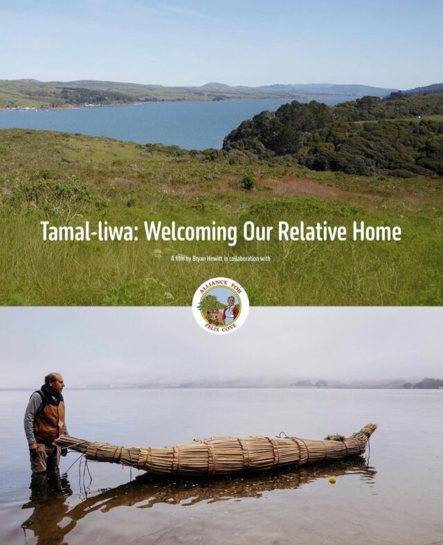 🎉 Big cheers to @hewittvisualsfilms for making waves in the storytelling world! Their documentary, Tamal-liwa: Welcoming Our Relative Home, just landed a spot at @deyoungmuseum's 2023 Open. 🎥🙌⁣
⁣
This isn't just a film — it's a homecoming. Created in collaboration with @alliance4felixcove, it celebrates the return of the Támal-ko/Coast Miwok family to Tamal-liwa. The heart of it all? Building a tule canoe to honor the Felix Family and their ancestral lands, now known as Point Reyes National Seashore. 🛶🌊⁣
⁣
Watch the film on YouTube https://www.youtube.com/watch?v=LGKFLD8RDAo⁣
⁣
#landback #rematriate #alliance4felixcove #documentaryfilm #coastmiwok 🌿✊