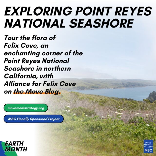 Take a photo tour of Felix Cove with MSC partner @alliance4felixcove at Point Reyes National Seashore in celebration of Earth Month! 🌼

Explore the images: https://movementstrategy.org/blog_post/a-deeper-dive-into-felix-cove-flora/

To celebrate Earth Month this April, we’re sharing climate-related MSC blogs, partners, and glossary terms. 🌎